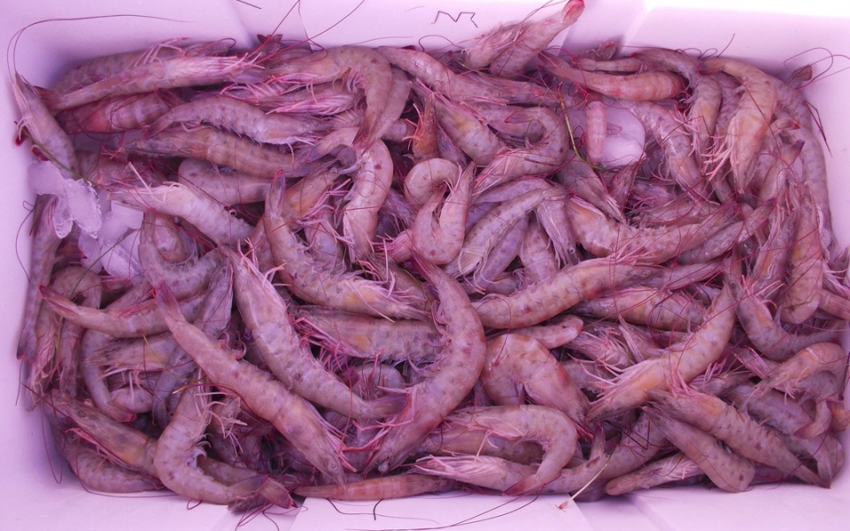 shrimp6